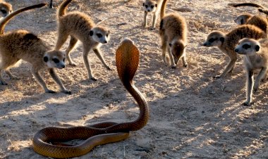Моббинг у животных - явление когда более слабые звери стаей нападают на хищников