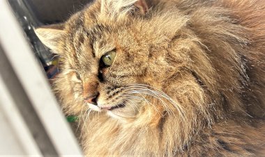 Входит и выходит, или как кошка сходу определяет - пройдёт или не пройдёт?