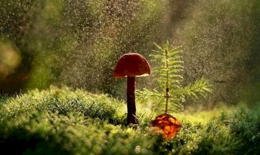 Первый весенний дождь