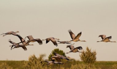 Серый журавль