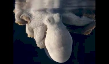 И осьминогам снятся сны...