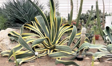 Достопримечательности Кузбасса. Экскурсия в ботанический сад. Часть II Агава