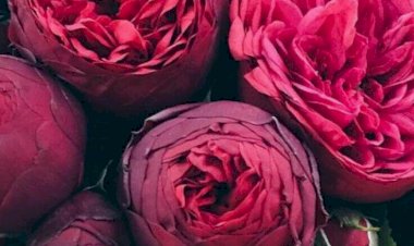 Viva Magento, новый источник вдохновения цветом, по версии Pantone