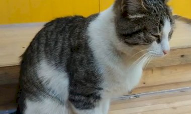 Не могу пройти мимо бездомных животных