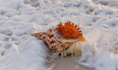 Успокаивающий шум прибоя