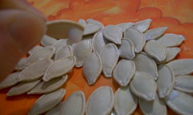 Творим вместе с детьми: панно из тыквенных семечек