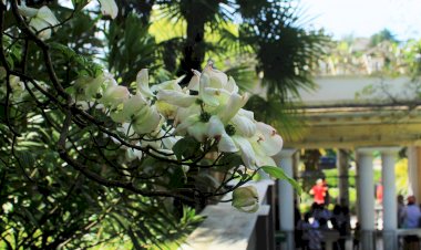Цветение сакур, глициний в "Дендрарии" Сочи