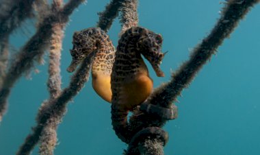 Самцы способные вынашивать потомство