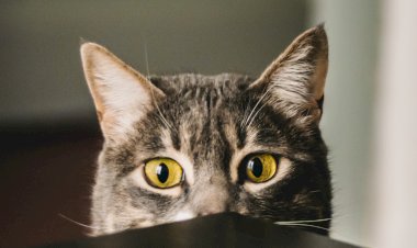 Разборки по-кошачьи или кошка против грузовика