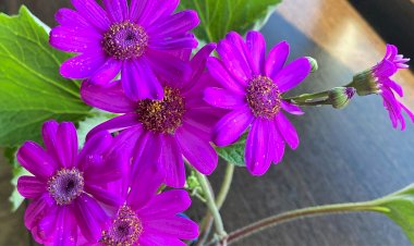 Яркие цветы. Цветущий подоконник в апреле