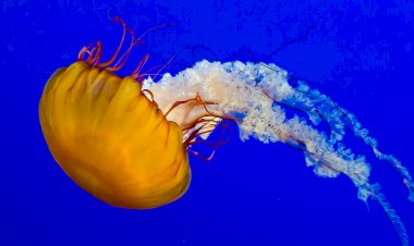 Какие медузы опасны для здоровья