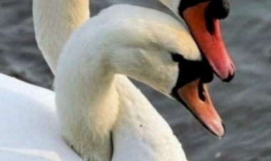Лебединая верность существует. Реальная история любви