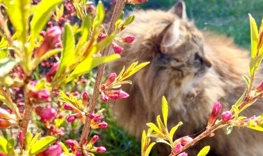 Кошки такие кошки. Как уберечь грядки от кошачьих раскопок