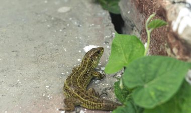 О живородящих ящерицах