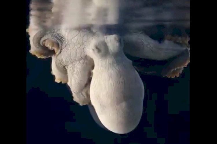 И осьминогам снятся сны...