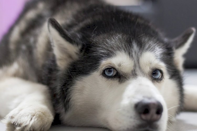 Попробуй меня укроти