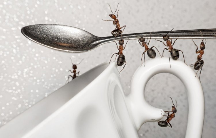 Подручные средства против муравьёв в дачном домике и частном доме