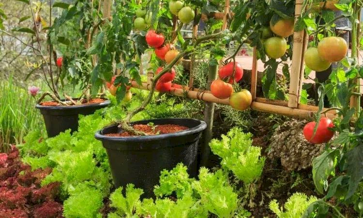 Как получить красивые помидоры в горшках?