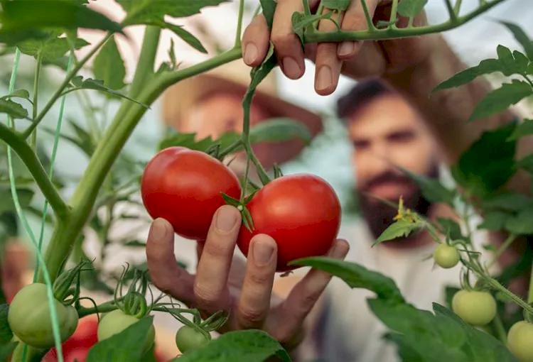 Как стимулировать рост помидоров?