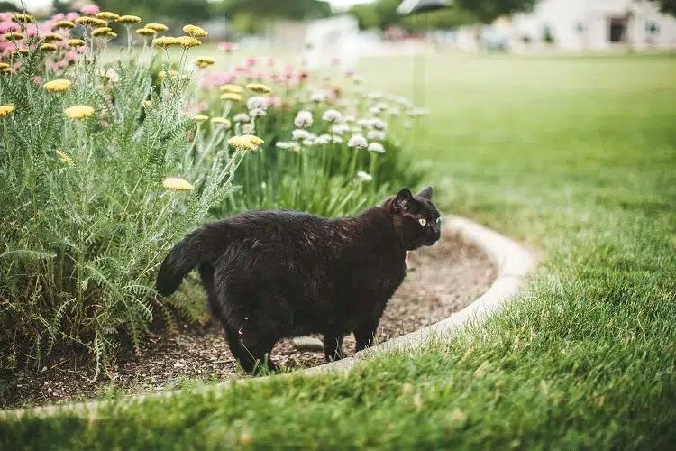 Не позволяйте кошке справлять нужду в саду: 5 натуральных репеллентов