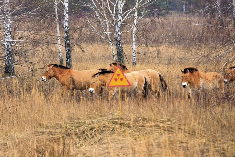 Животные Чернобыля. Как им сейчас живется?
