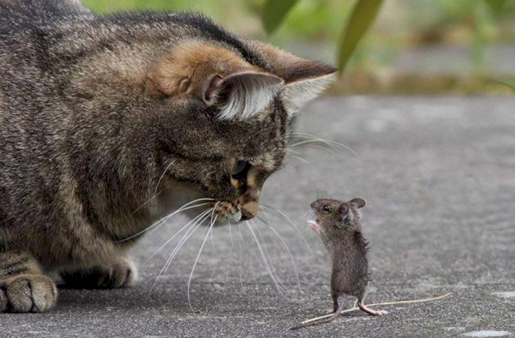 Кошка не должна ловить мышей – это опасно для её здоровья и здоровья её хозяина