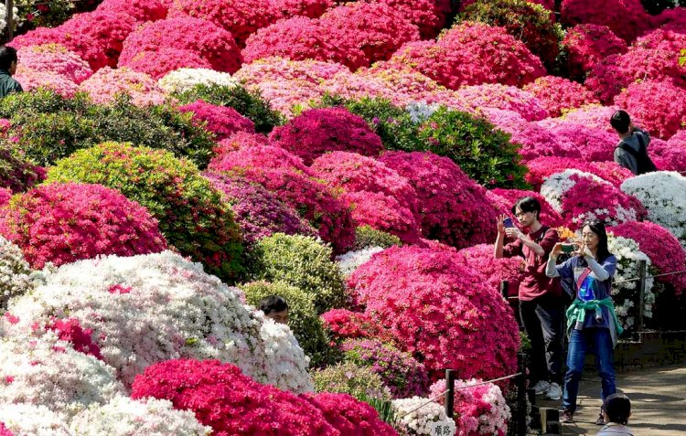 Цветение азалии и захватывающий Ван Гог: лучшие фотографии вторника