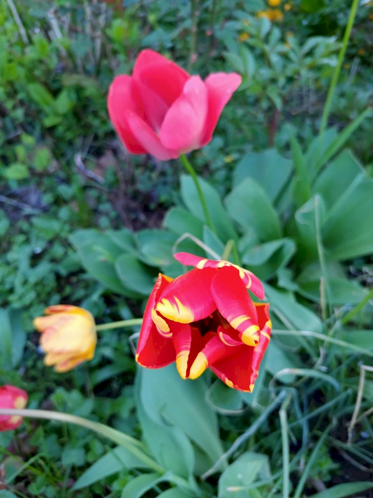 Красочный Краснодар весной. Разнообразие красок и запахов тут круглый год.