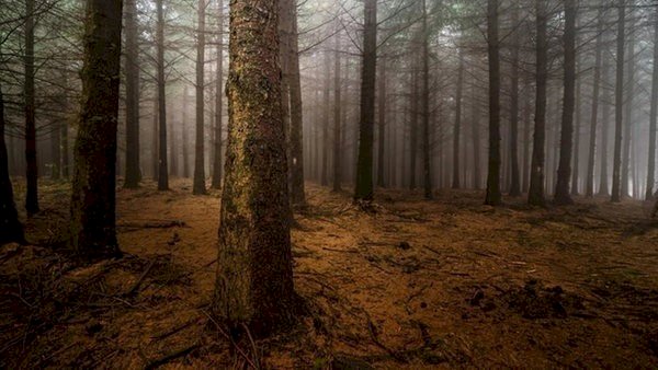Рассказ про гиблый лес и его страшные проделки