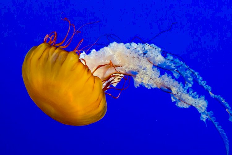 Какие медузы опасны для здоровья