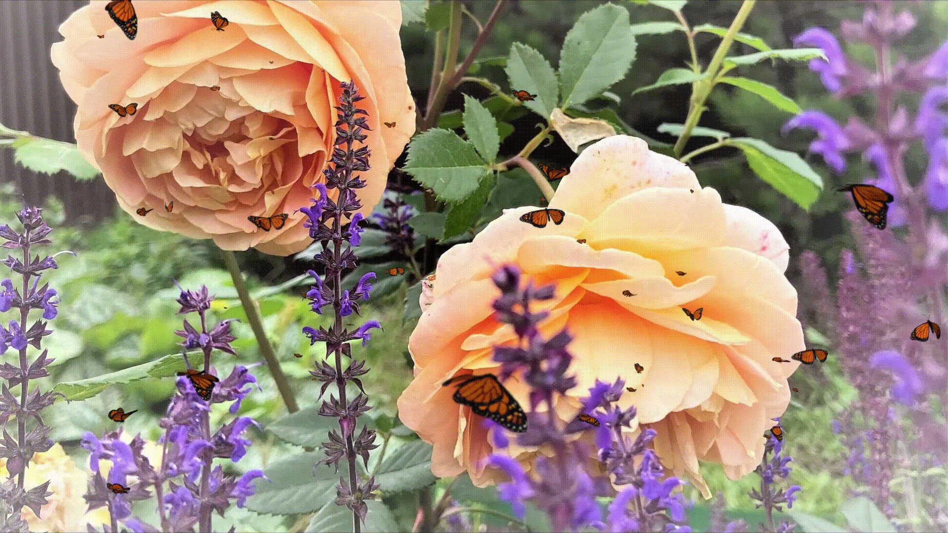 Роза Томас Грехам в картинках