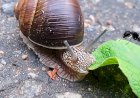 Улитка и муравьи)