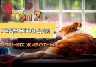 Топ 7 гаджетов для  домашних животных