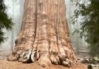 Самое большое дерево в мире