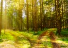 Мечта о Лесе. Часть 9