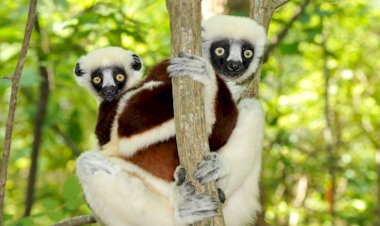 Животные которых осталось совсем мало. Исчезающие виды в живой природе