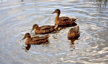 Потеплело и утки вернулись на озеро