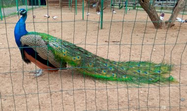 Павлин в брачный период