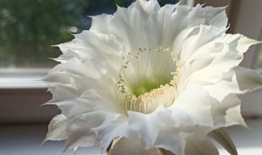 Жизнь длиною 24 часа. Цветок кактуса Эхинопсис