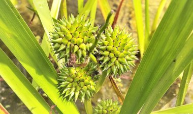 Пруд на участке. Растения для зоны подтопления. Ежеголовник