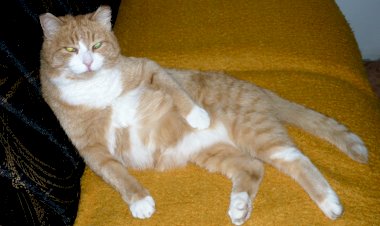 Сегодня, 2 мая, Международный день ничегонеделания. Кто, как ни кошки умеют красиво отдыхать