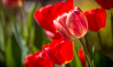 Технология посадки тюльпанов в домашних условиях