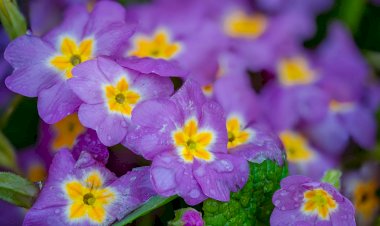 Примула. Особенности ухода