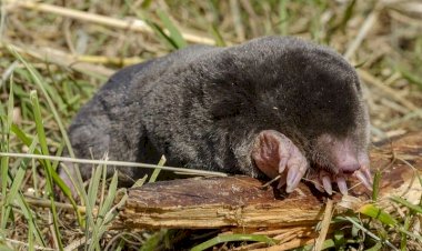 Подземные жители