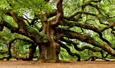 Фотоконкурс для всех с призовым местом 100 000 рублей или голосование Российское дерево года 2023
