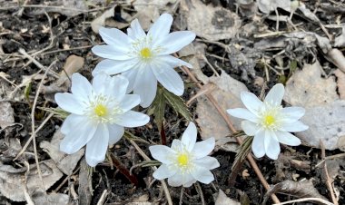 Первоцветы. Дочь ветров - ветреница лесная. Видеопортрет растения