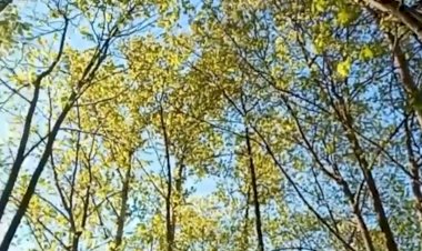 Весенние молчания от восторга