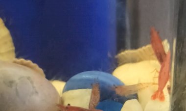 Креветки аквариумные выплыли тусить