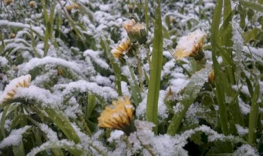 Снег в Мае 2