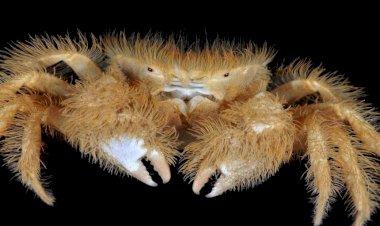 Самые глубоководные обитатели океанов